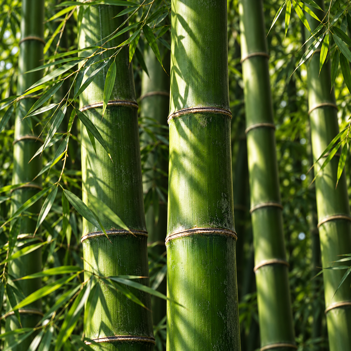 Bamboo Viscose